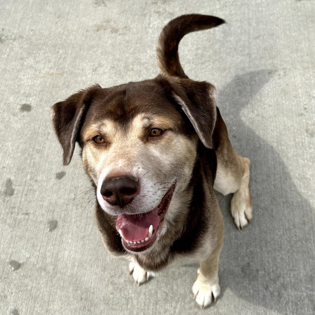 Enlarge Timber, a Adoptable mixed breed in Marion, VA image 3/4