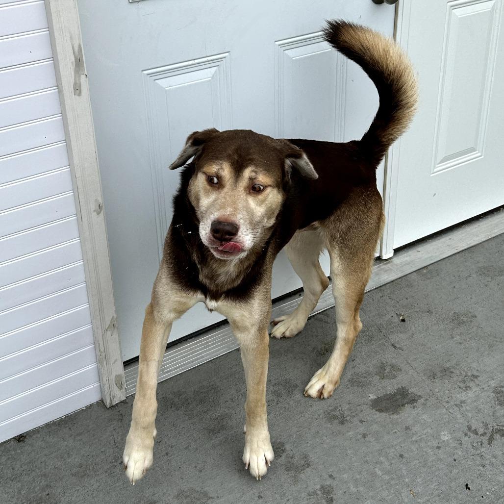 Enlarge Timber, a Adoptable mixed breed in Marion, VA image 4/4