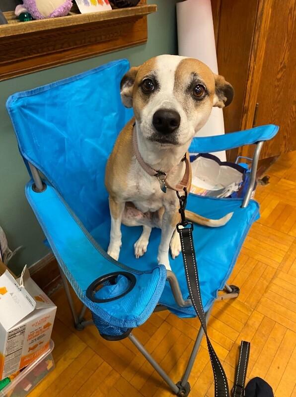 Bambi is ready to learn all the cool tricks!