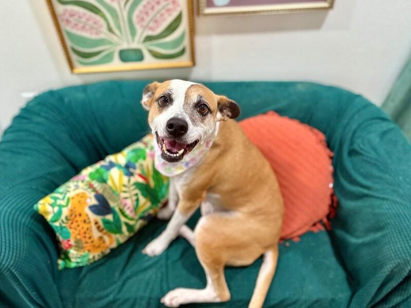 Bambi is ready to learn all the cool tricks! — thumbnail 3