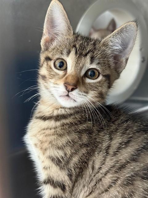 TORVI, Adoptable, Kitten Female Domestic Short Hair.