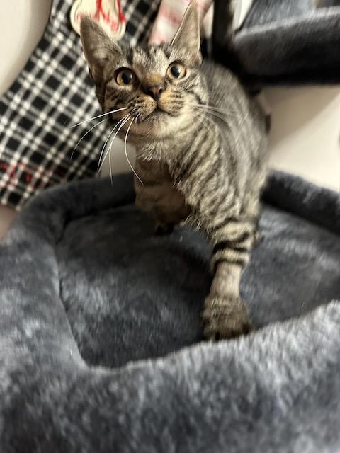 Enlarge Geri, a Adopted Domestic Short Hair in Milltown, NJ image 1/6