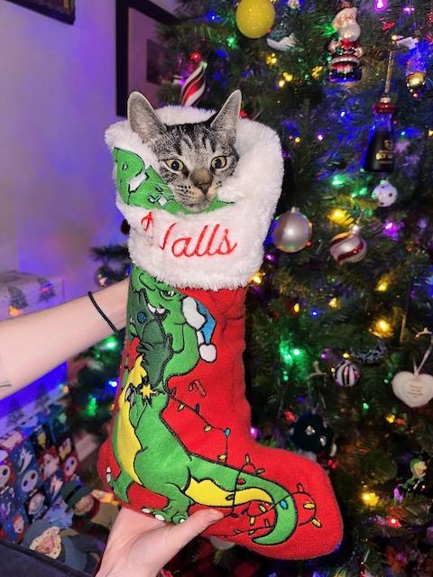 Enlarge Geri, a Adopted Domestic Short Hair in Milltown, NJ image 2/6