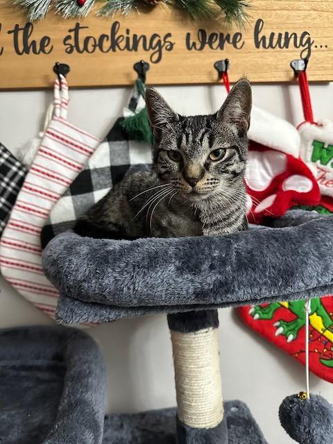 Enlarge Geri, a Adopted Domestic Short Hair in Milltown, NJ image 3/6