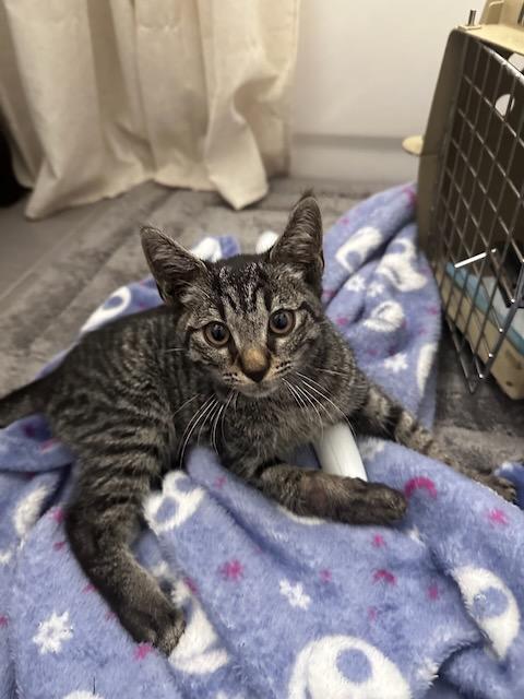 Enlarge Geri, a Adopted Domestic Short Hair in Milltown, NJ image 4/6