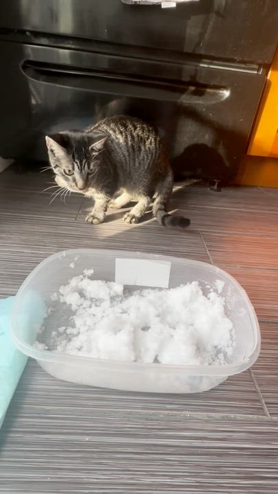 Enlarge Geri, a Adopted Domestic Short Hair in Milltown, NJ video 5/6