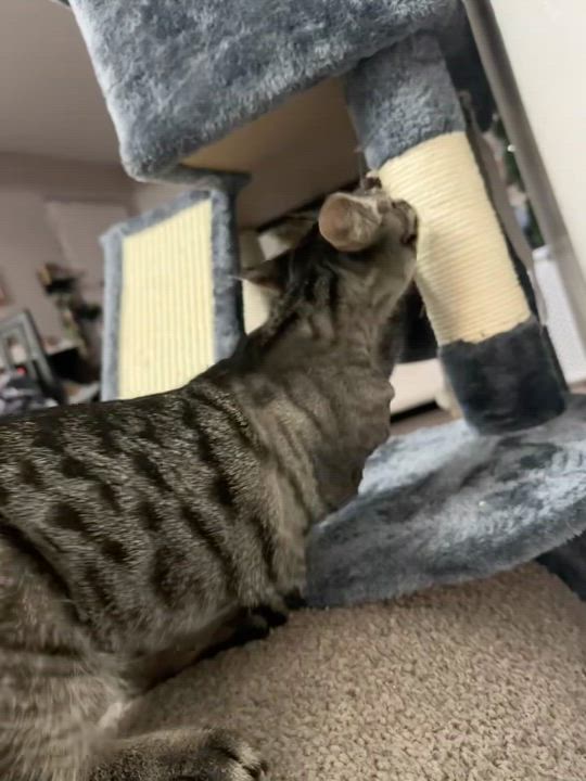 Enlarge Geri, a Adopted Domestic Short Hair in Milltown, NJ video 6/6