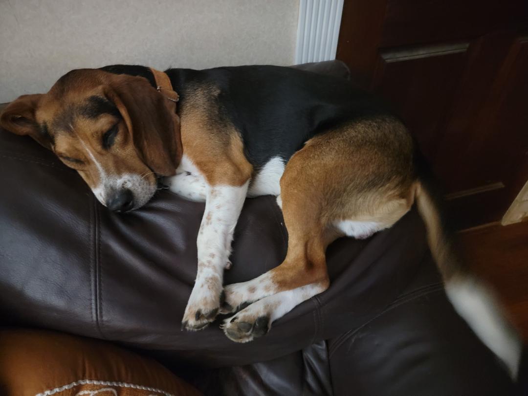 Enlarge Tango, a ADOPTABLE Beagle in Prince Frederick, MD image 2/4