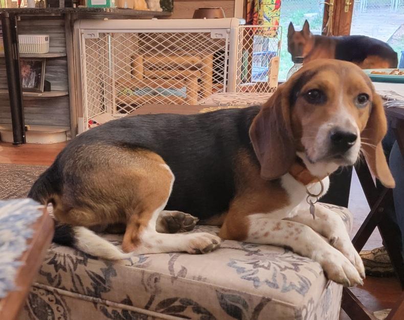 Enlarge Tango, a ADOPTABLE Beagle in Prince Frederick, MD image 3/4