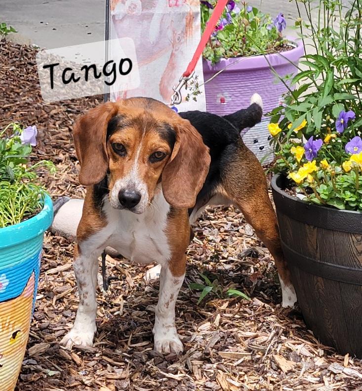 Tango, a ADOPTABLE Beagle in Prince Frederick, MD image 1/3
