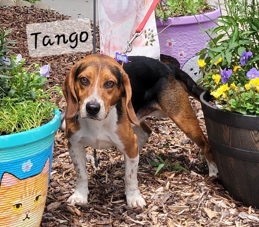 Tango, a ADOPTABLE Beagle in Prince Frederick, MD image 2/3