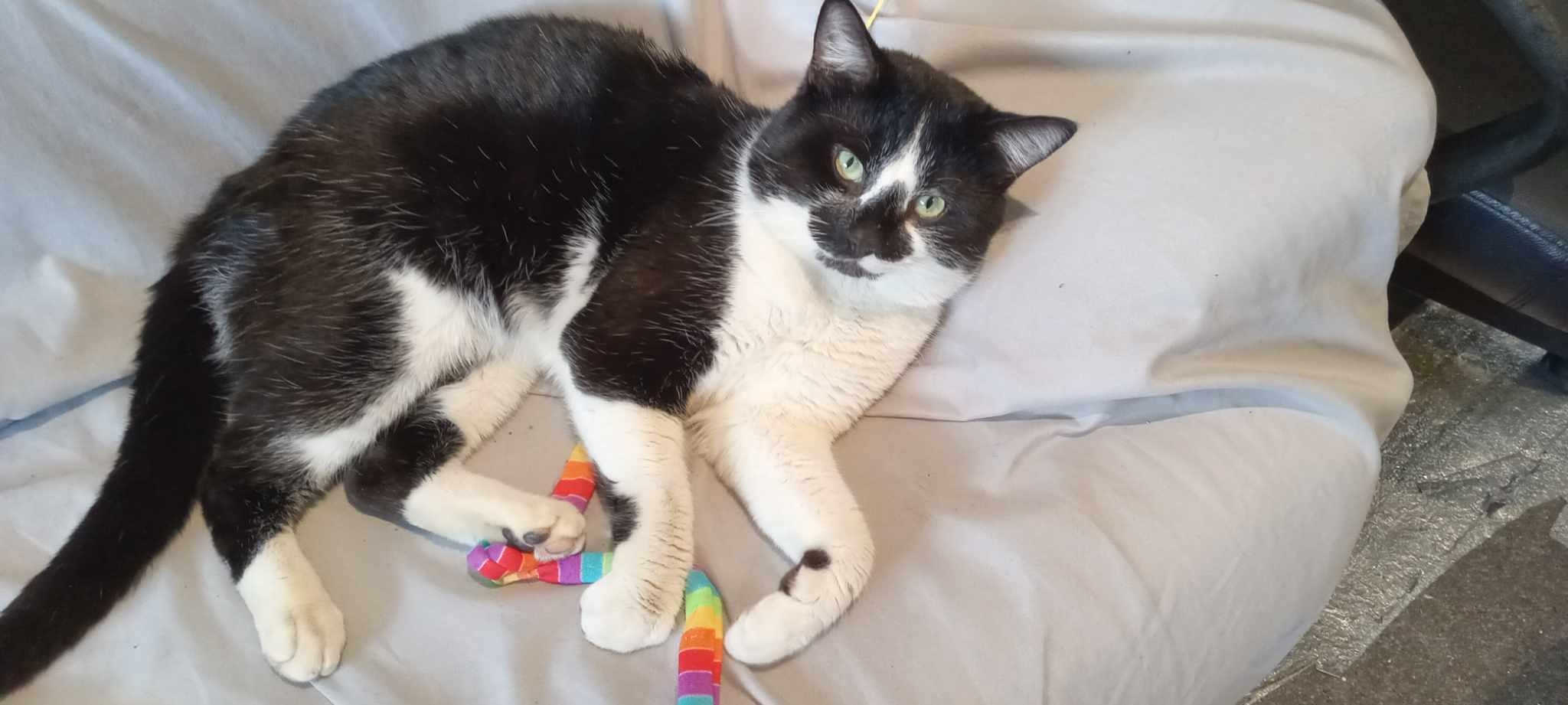 Enlarge Snoopy, a Adoptable Domestic Medium Hair in Terrebonne, QC image 1/5