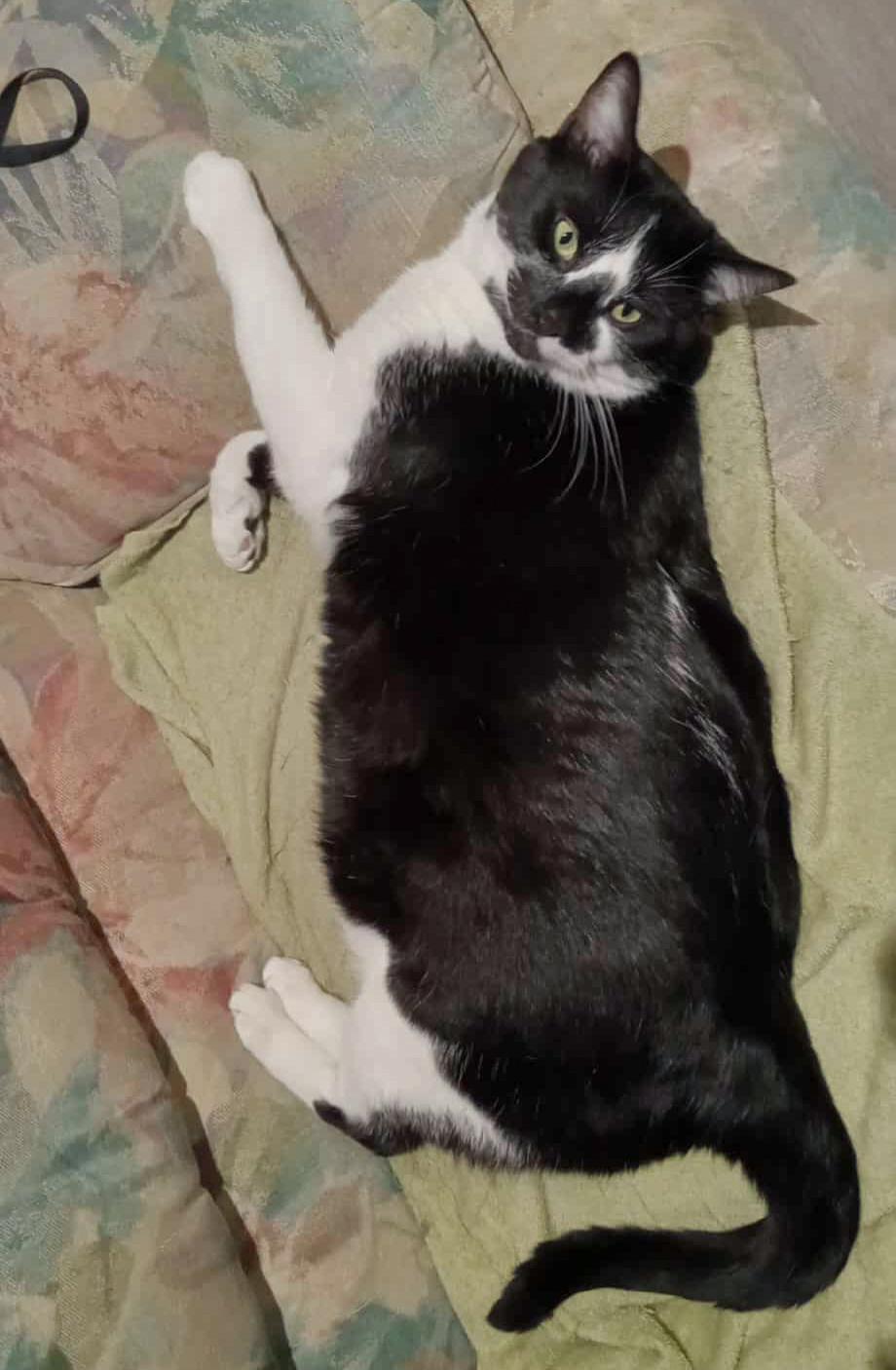 Snoopy, an adoptable Domestic Medium Hair in Terrebonne, QC, J6Y 1H9 | Photo Image 3