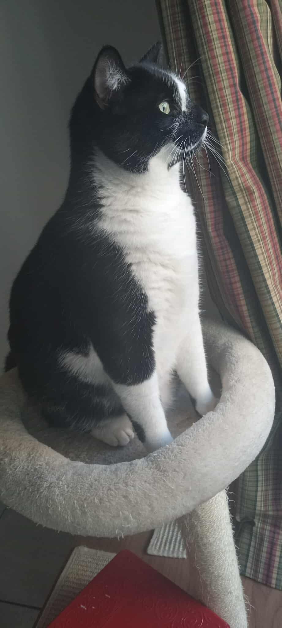 Snoopy, an adoptable Domestic Medium Hair in Terrebonne, QC, J6Y 1H9 | Photo Image 2