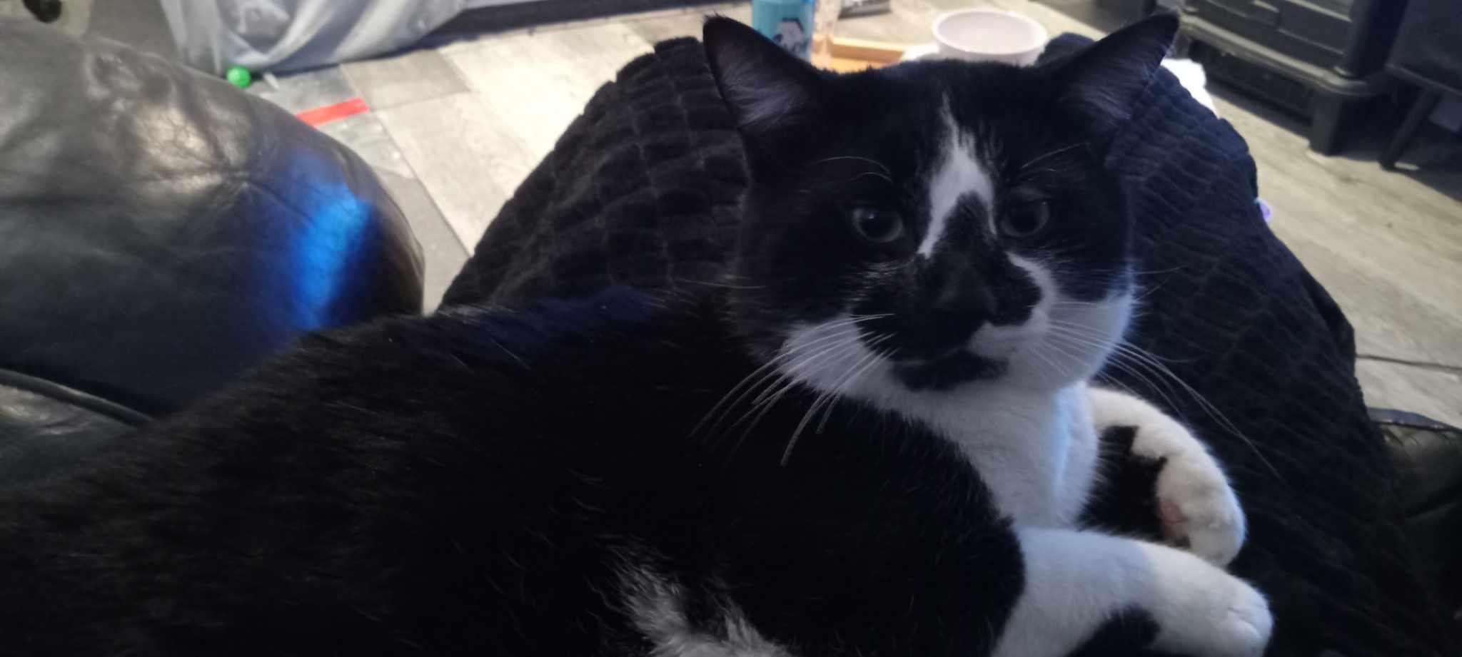 Snoopy, an adoptable Domestic Medium Hair in Terrebonne, QC, J6Y 1H9 | Photo Image 5