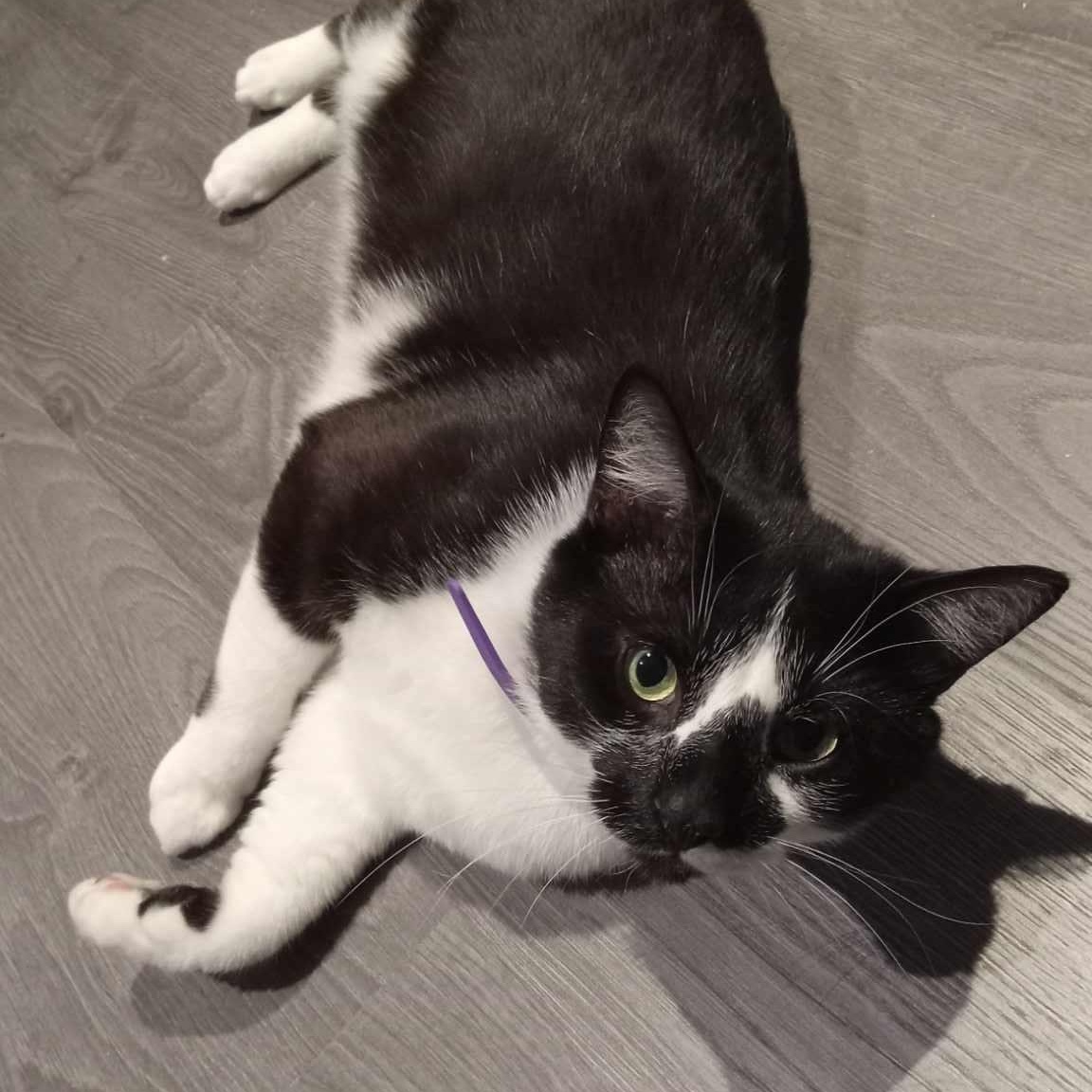 Enlarge Snoopy, a Adoptable Domestic Medium Hair in Terrebonne, QC image 3/5