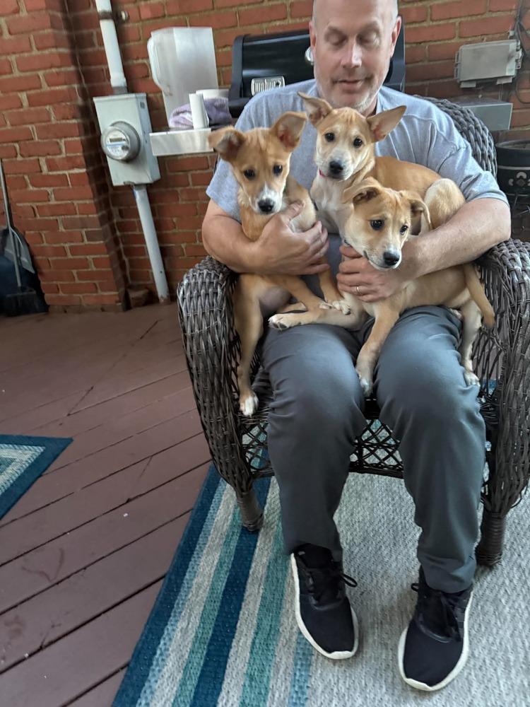 Marley, Adoptable, Puppy Female Labrador Retriever & American Eskimo Dog.