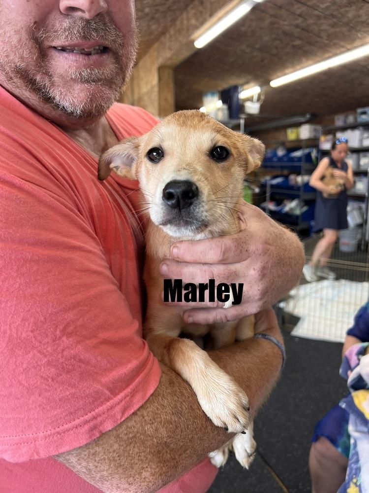 Enlarge Marley, a Adoptable mixed breed in Irwin, PA image 2/4