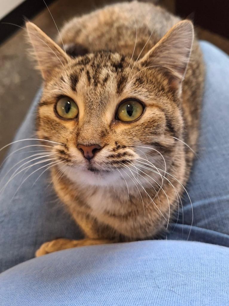 Officer Pollock, Adoptable, Young Female Domestic Short Hair.