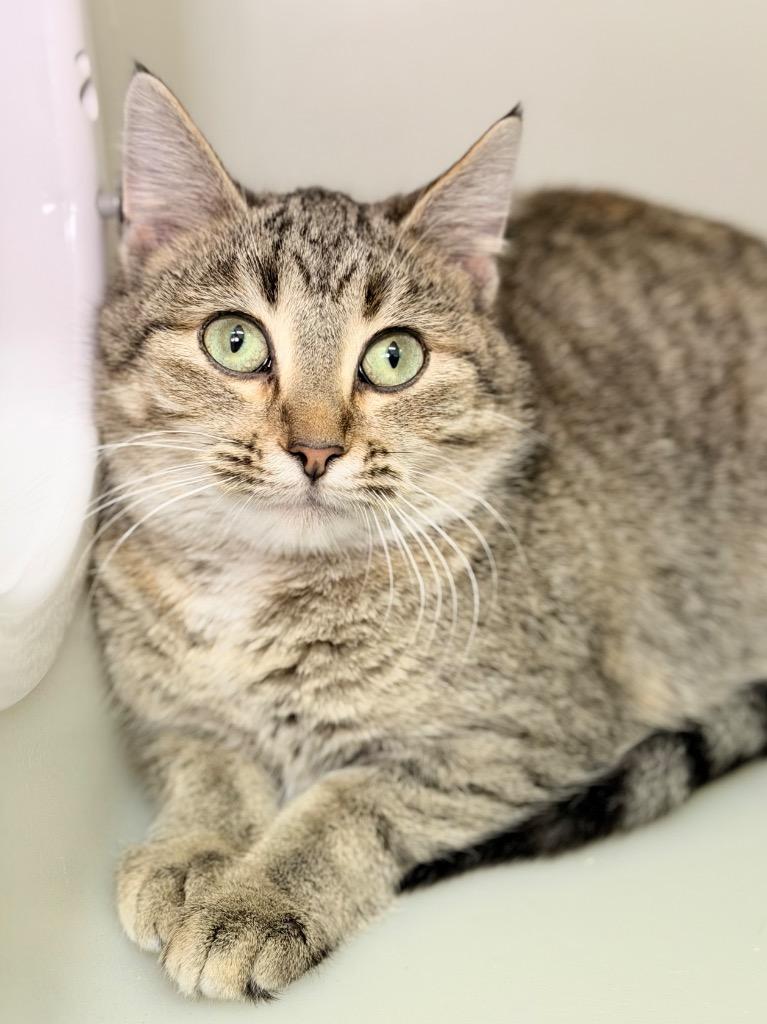 Enlarge Officer Pollock, a Adoptable mixed breed in Menomonie, WI image 2/2