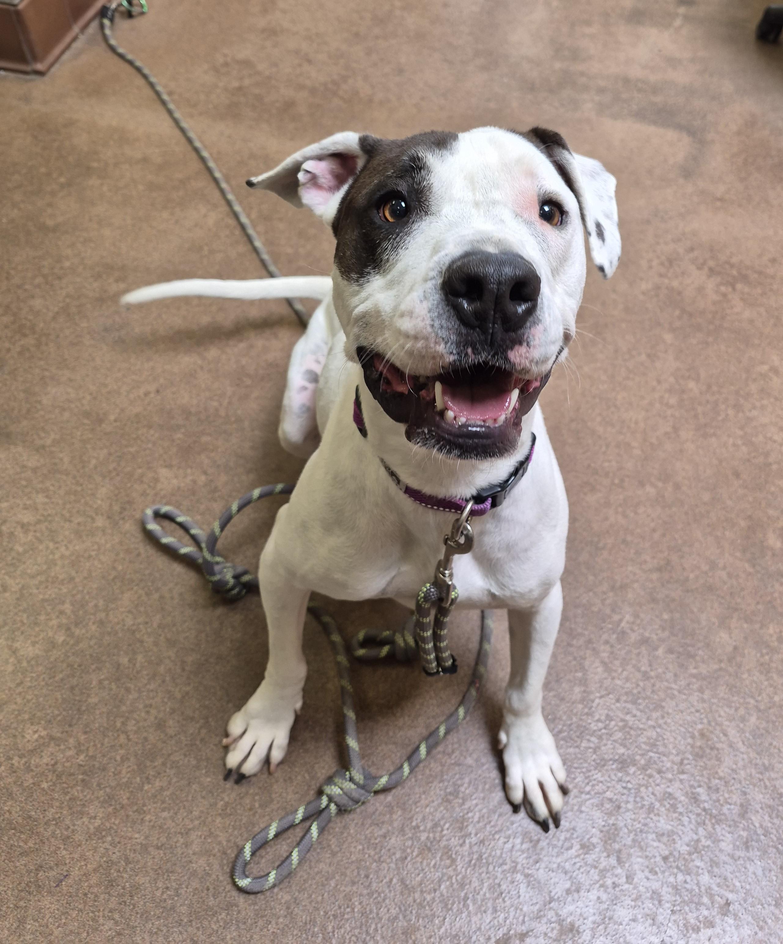 Beignet, adoptable, Adult Male Pit Bull Terrier.