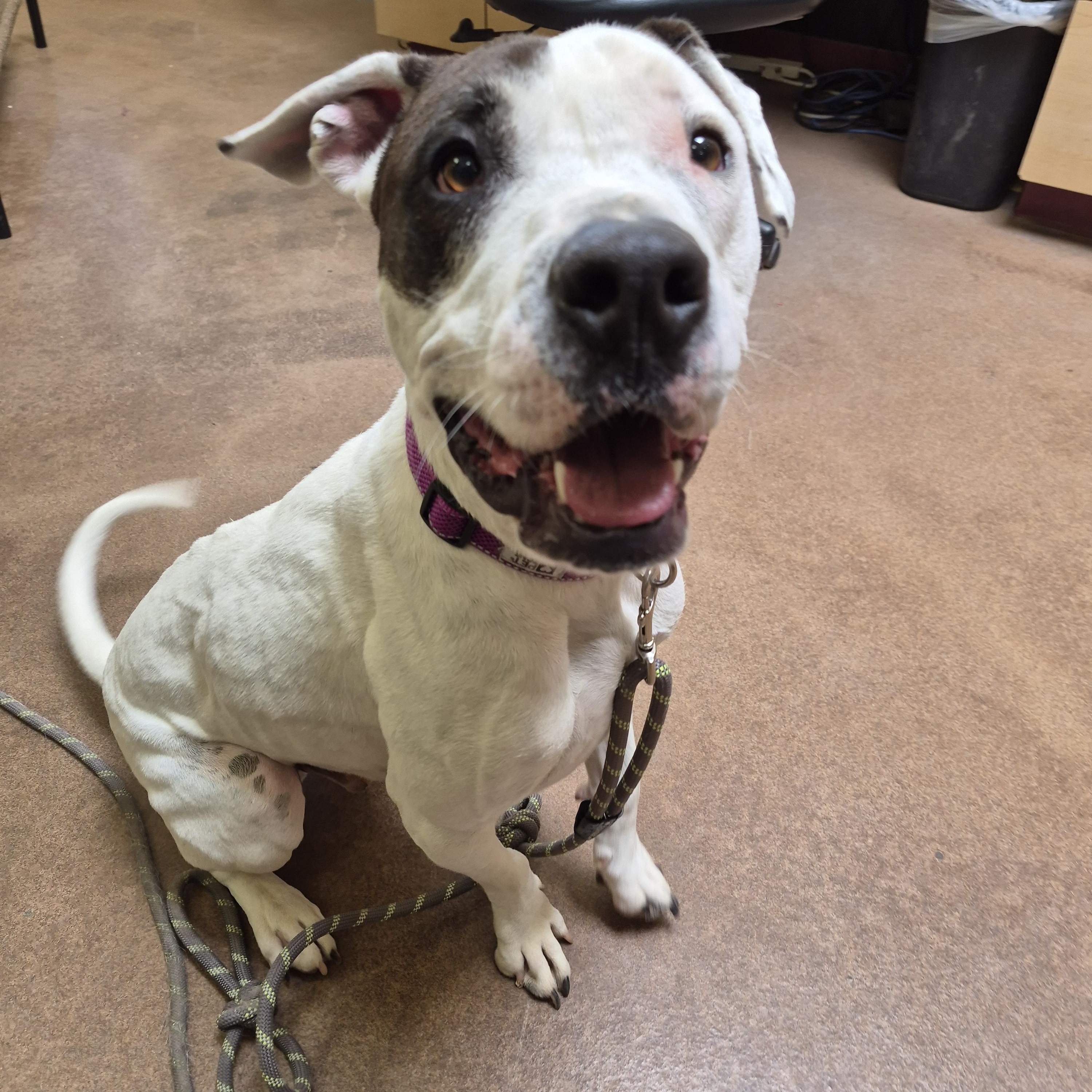 Enlarge Beignet, an adoptable mixed breed in Sierra Vista, AZ image 2/2