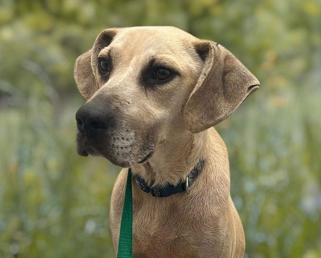 Biscuit, Adoptable, Senior Male Labrador Retriever & Hound.