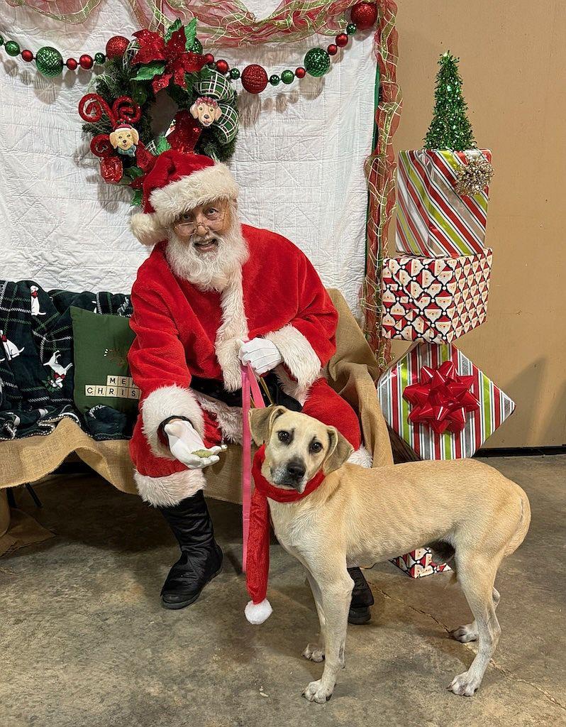 Biscuit, Adoptable, Senior Male Labrador Retriever & Hound.