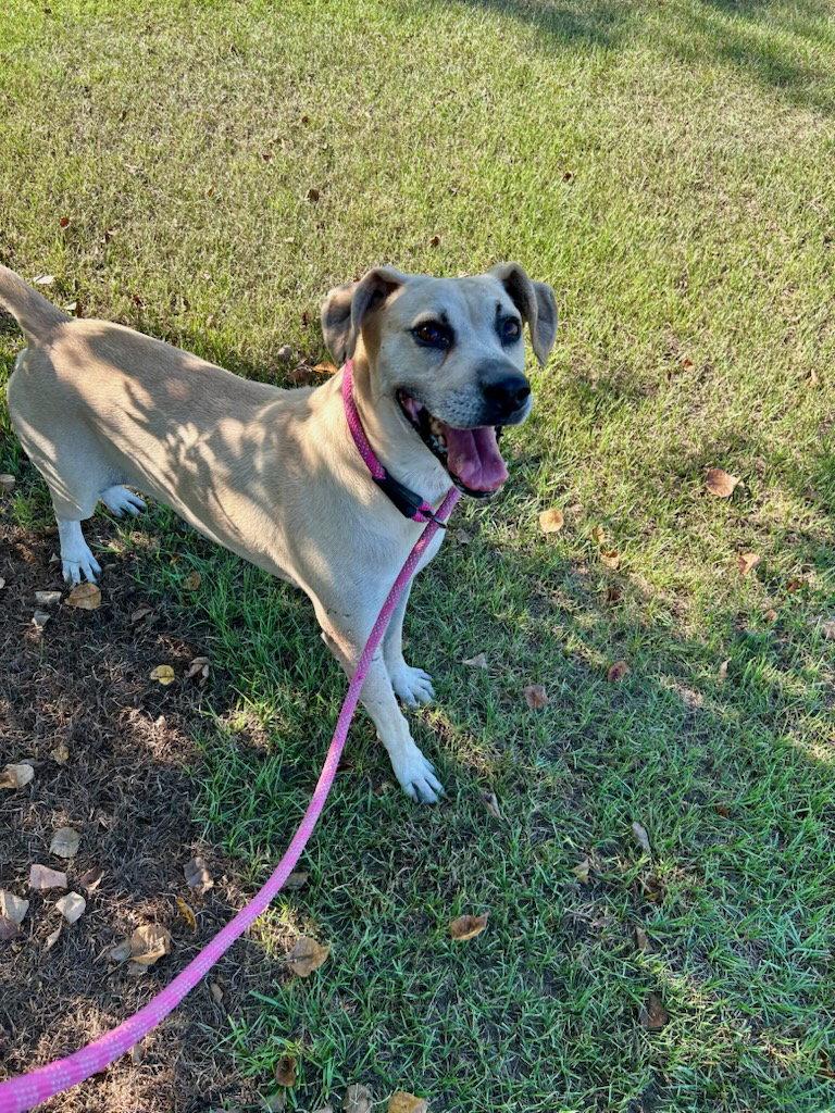 Biscuit, Adoptable, Senior Male Labrador Retriever & Hound.