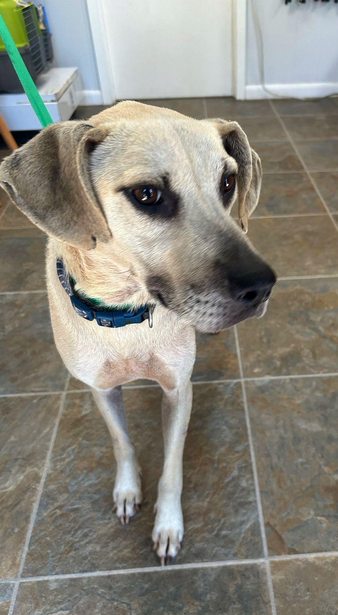 Enlarge Biscuit, a Adoptable mixed breed in Monticello, MS image 3/3