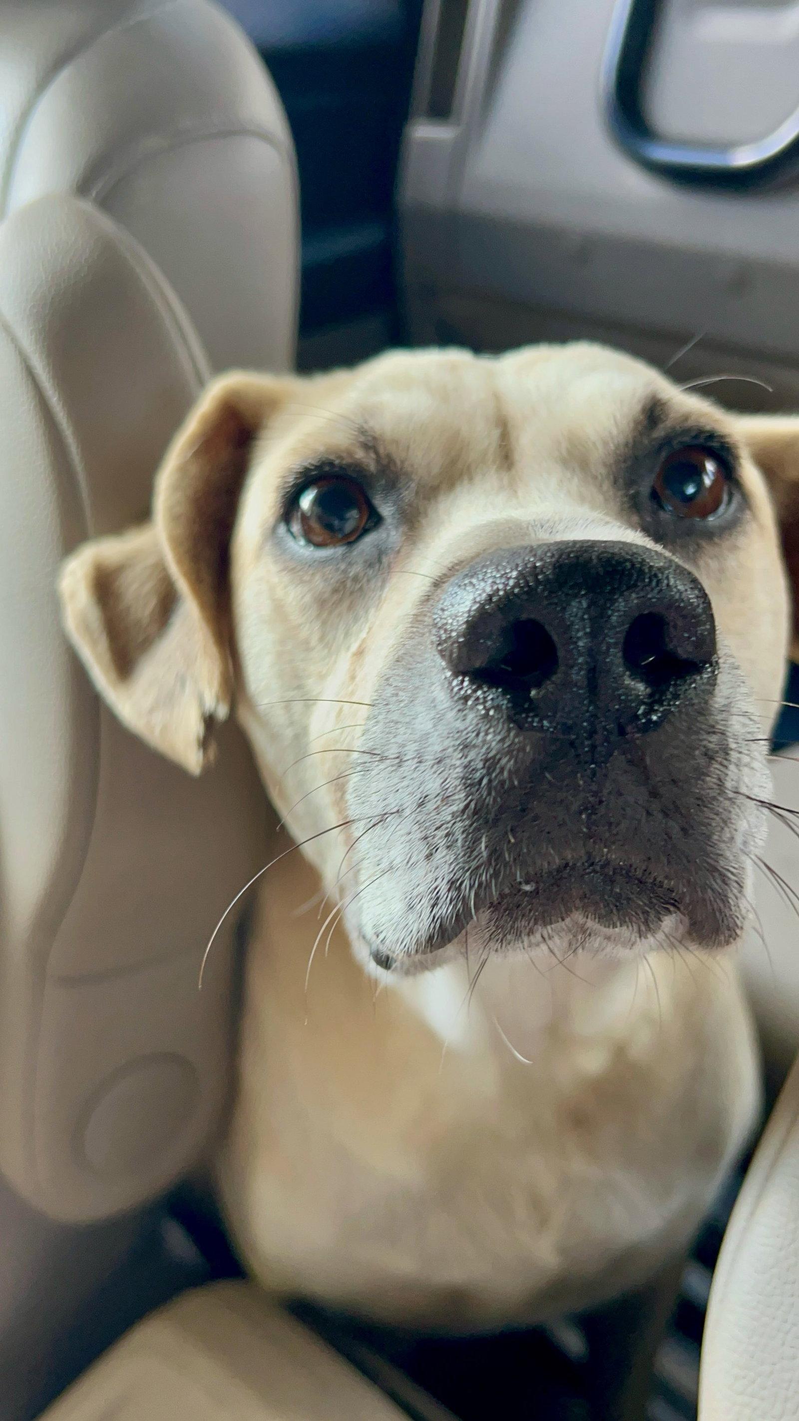 Enlarge Biscuit, a Adoptable mixed breed in Monticello, MS image 2/3