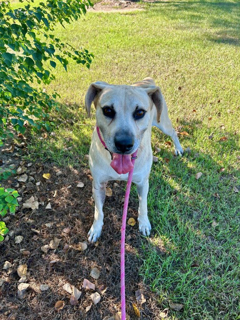 Enlarge Biscuit, a Adoptable mixed breed in Monticello, MS image 3/3