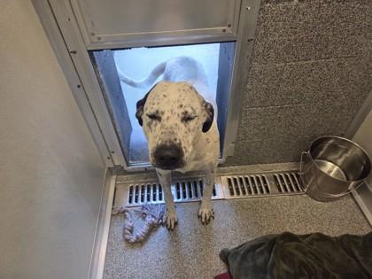 Chocolate Chip, Adoptable, Adult Female Dalmatian.