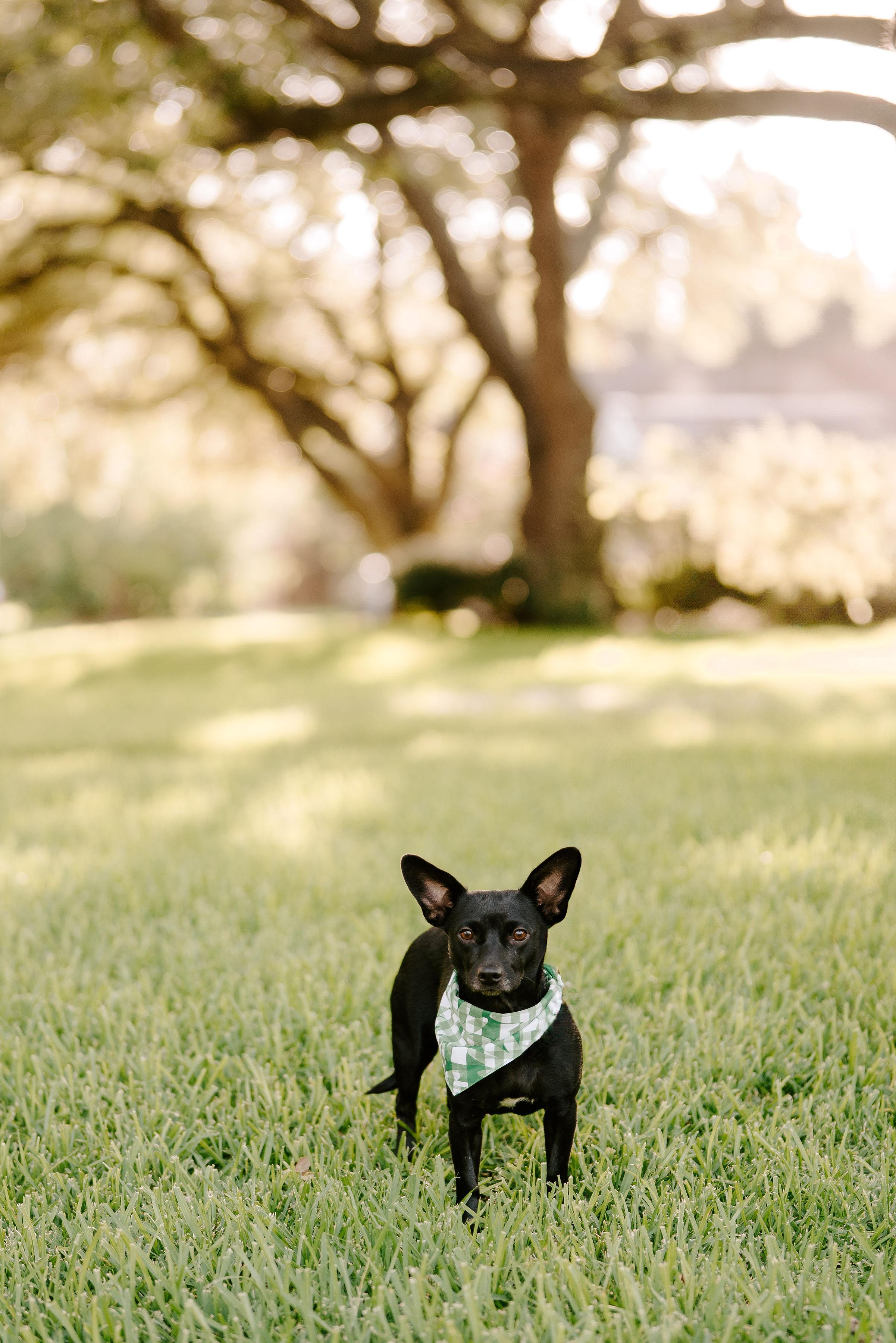 Blanche, an adoptable Chihuahua, Terrier in Vineyard, UT, 84058 | Photo Image 3