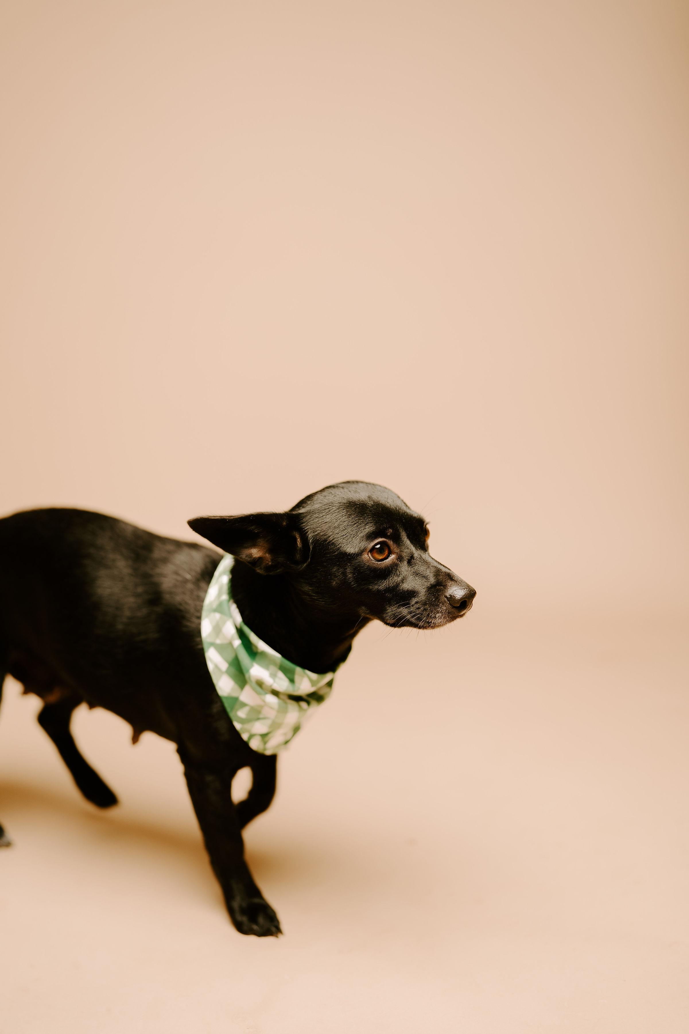 Blanche, an adoptable Chihuahua, Terrier in Vineyard, UT, 84058 | Photo Image 4