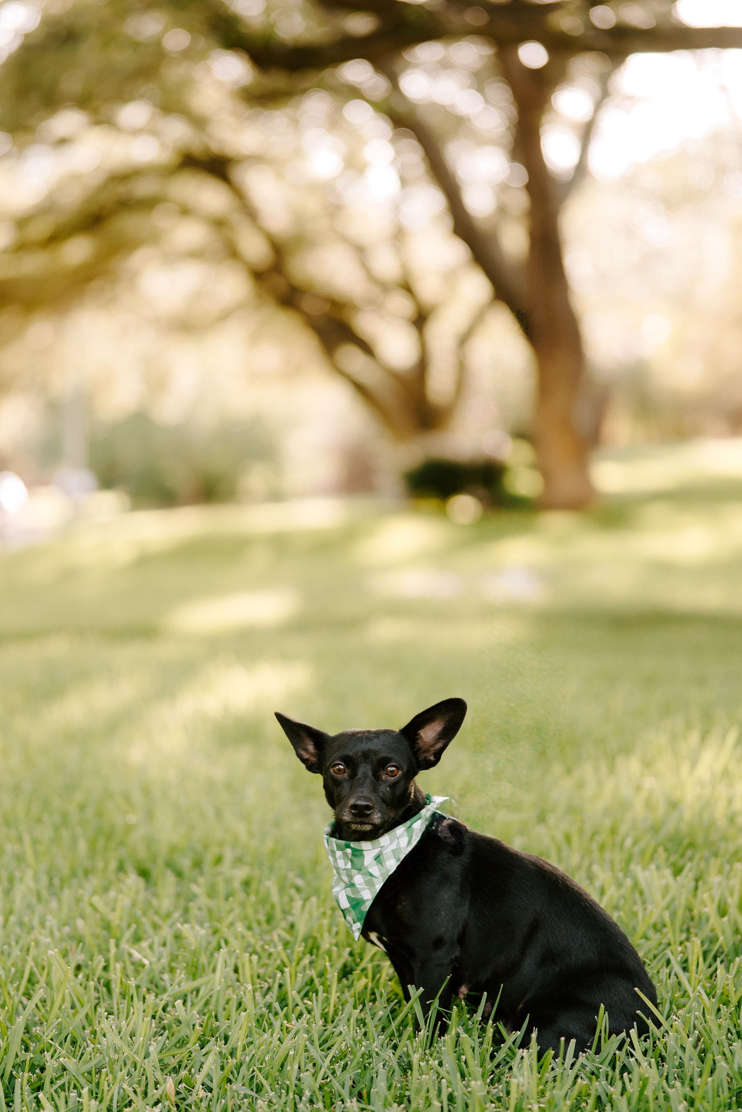Blanche, an adoptable Chihuahua, Terrier in Vineyard, UT, 84058 | Photo Image 5