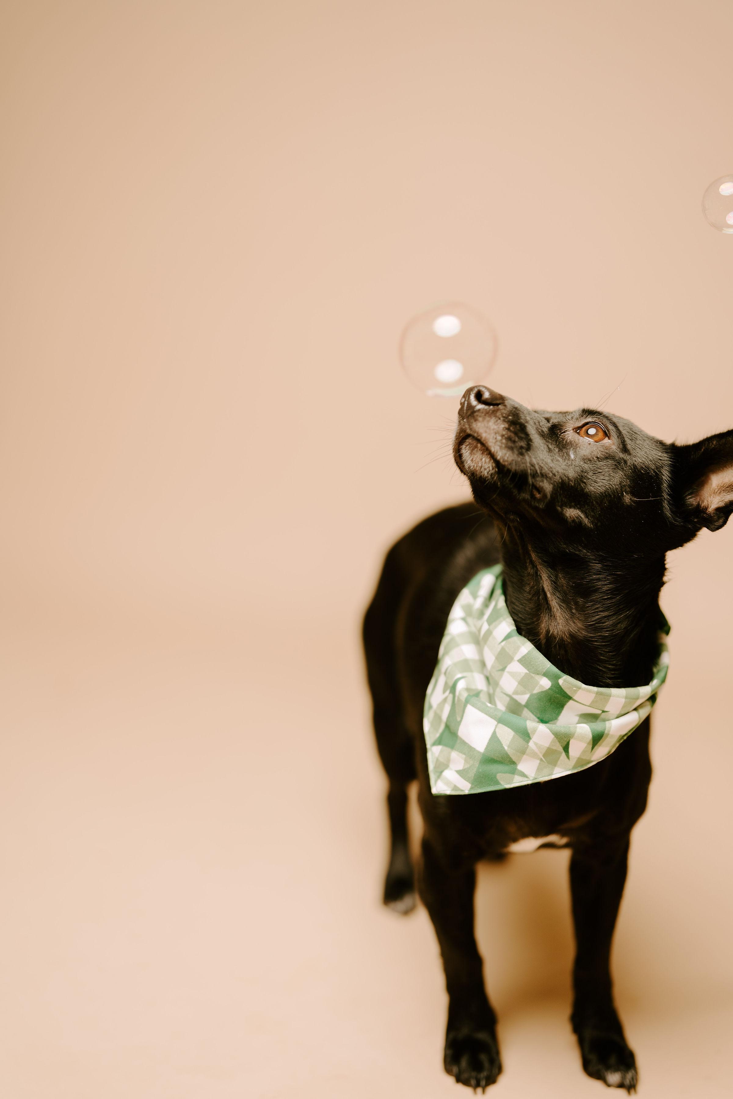 Blanche, an adoptable Chihuahua, Terrier in Vineyard, UT, 84058 | Photo Image 2