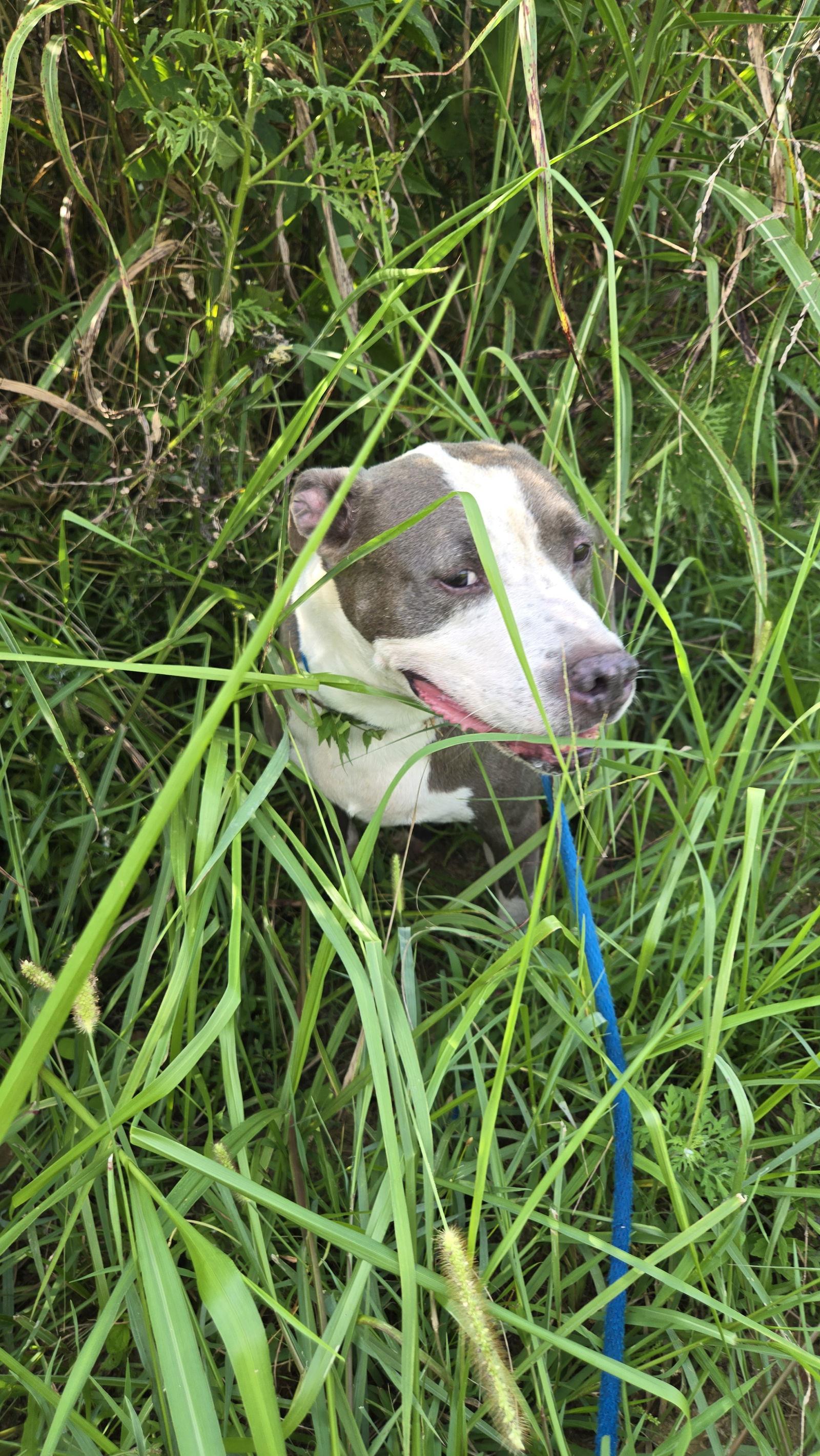 Monty, Adoptable, Senior Male Pit Bull Terrier.