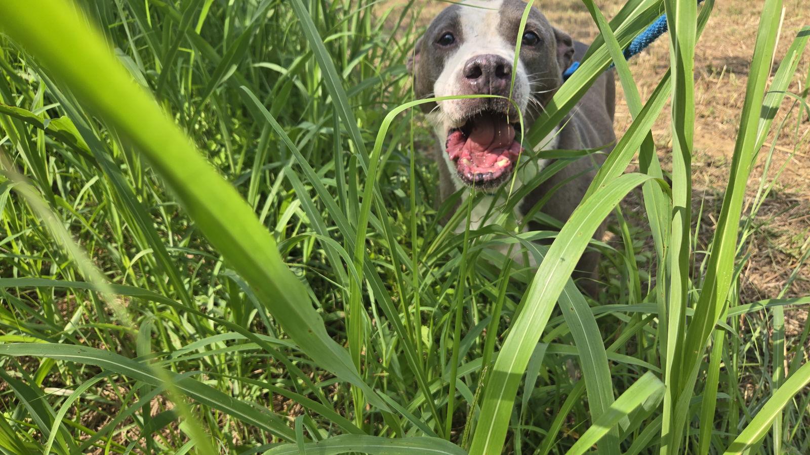 Monty, a Adoptable Pit Bull Terrier in Jackson, MS image 2/5