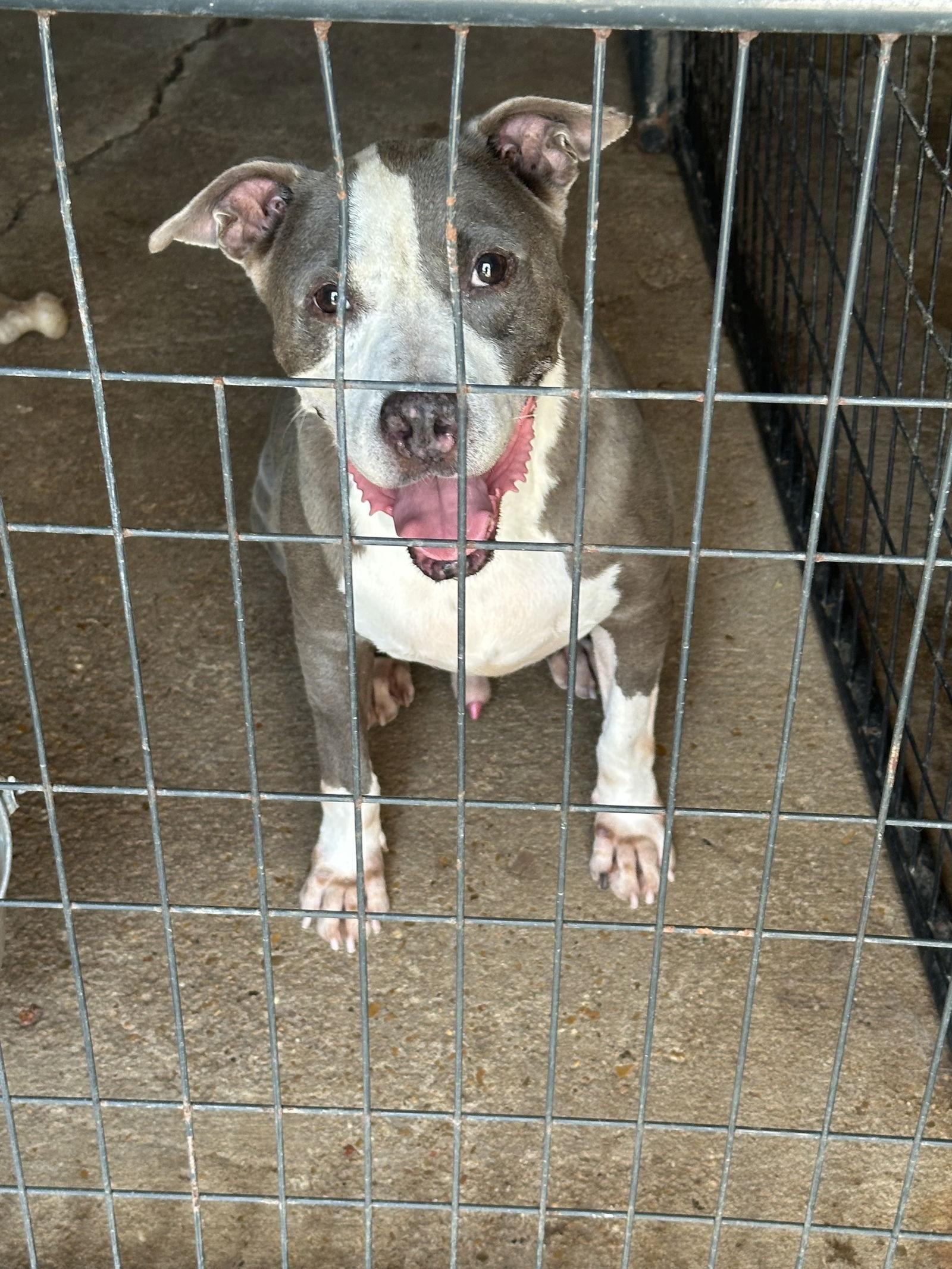 Monty, a Adoptable Pit Bull Terrier in Jackson, MS image 3/5