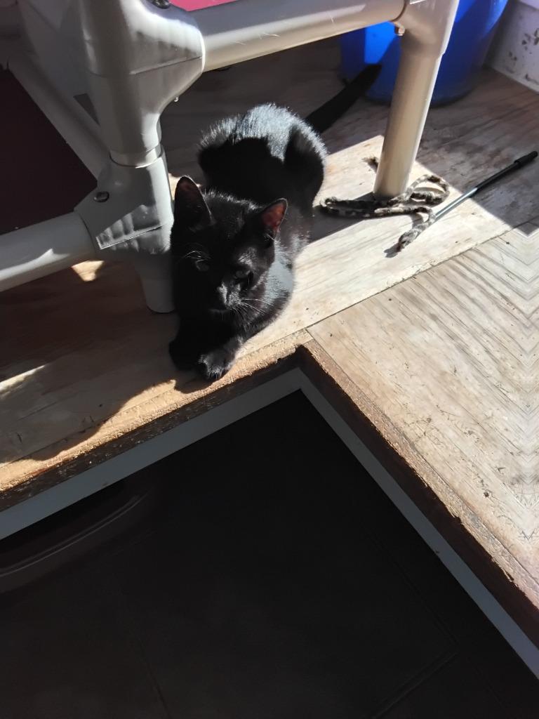 Cruella, Adoptable, Young Female Domestic Short Hair.