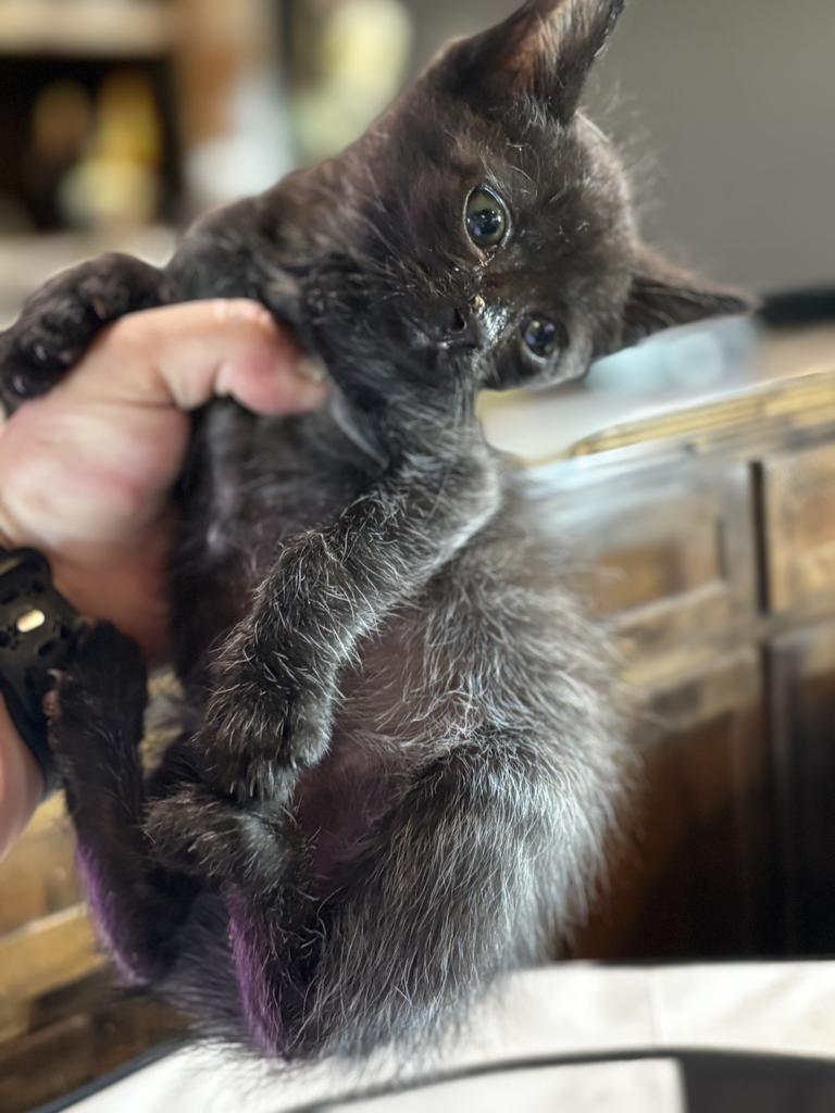 Enlarge Cruella, a Adoptable mixed breed in Ada, OK image 2/2