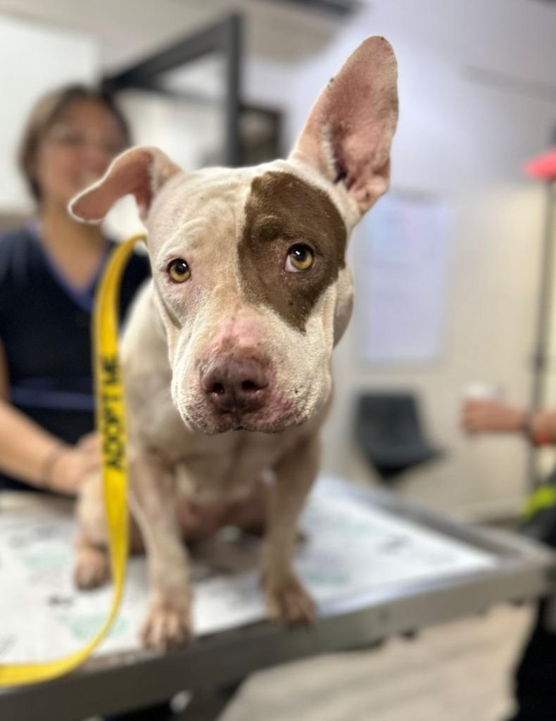 Jasmine — thumbnail 4