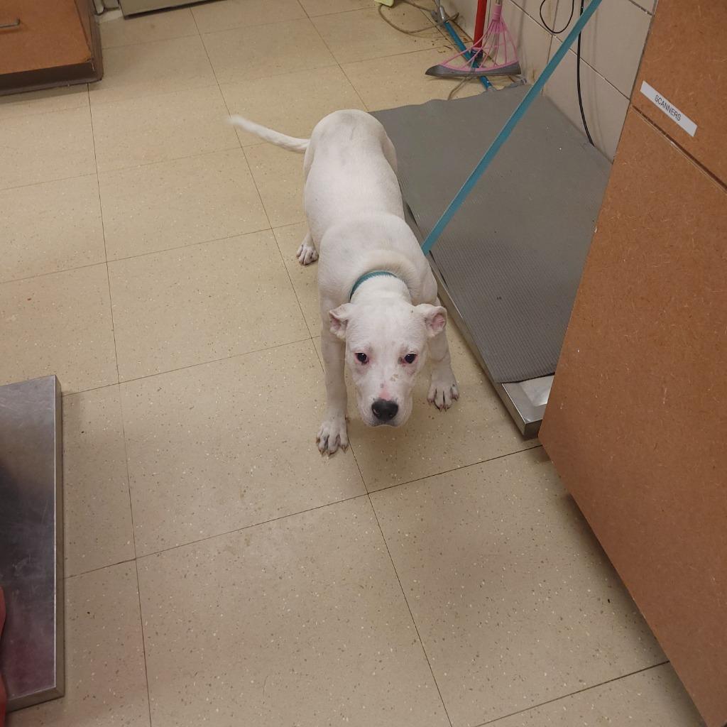 Joy, Adoptable, Young Female Dogo Argentino & Mixed Breed.