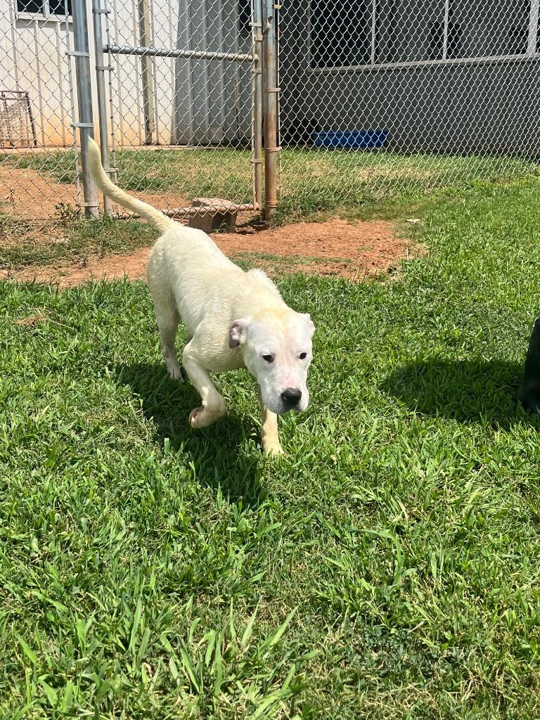 Enlarge Joy, a Adoptable Mixed Breed in Bossier City, LA image 1/2