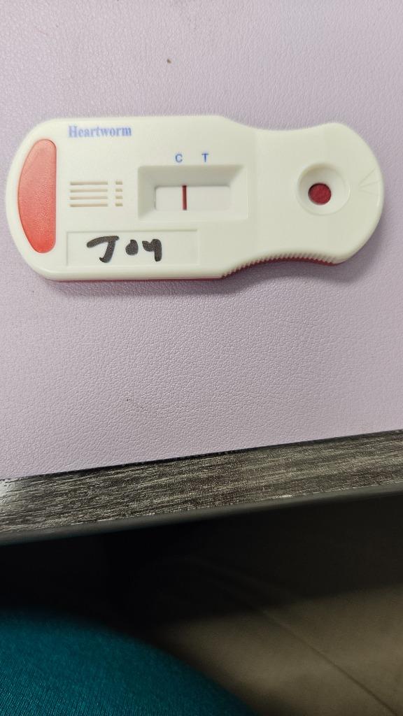 Enlarge Joy, a Adoptable mixed breed in Bossier City, LA image 2/5