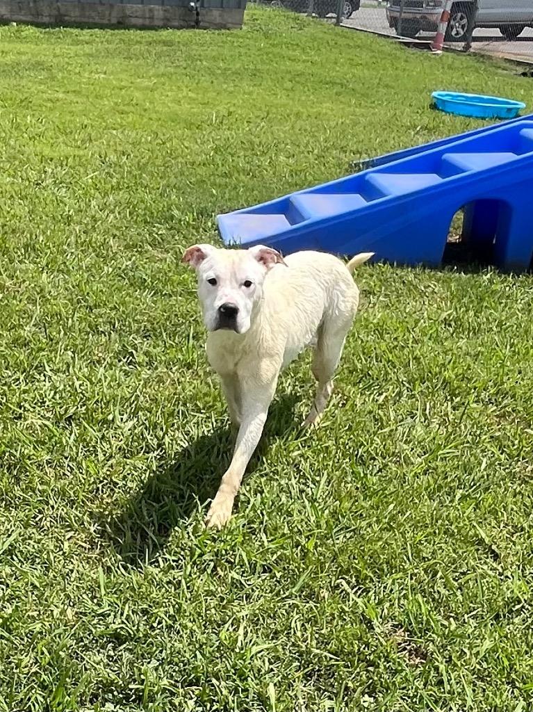 Enlarge Joy, a Adoptable mixed breed in Bossier City, LA image 3/5