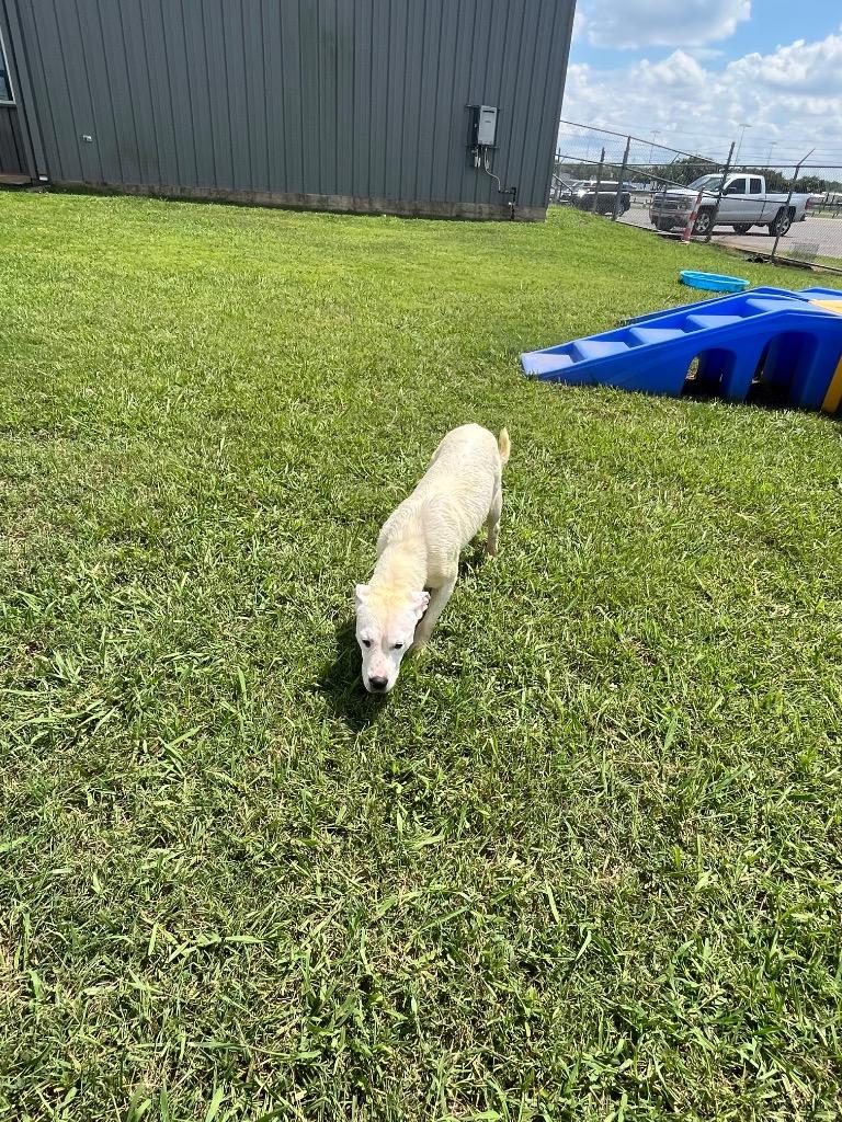 Enlarge Joy, a Adoptable mixed breed in Bossier City, LA image 5/5