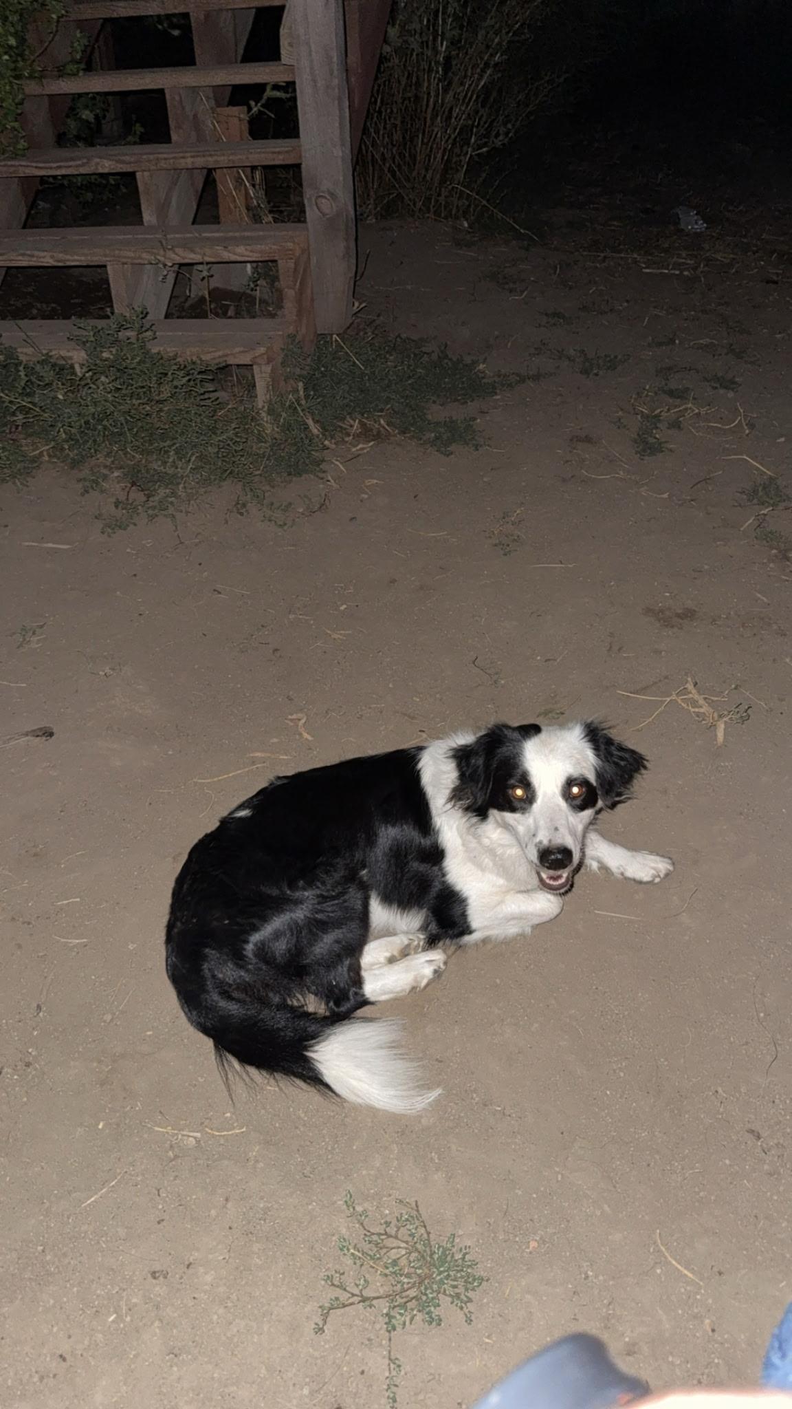 Tilly, adopted, Young Female Australian Cattle Dog / Blue Heeler.