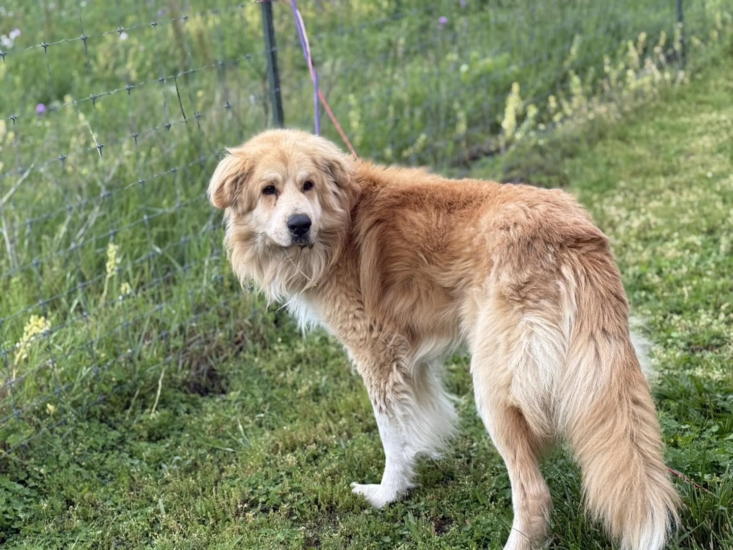 Enlarge Sarge, a Adoptable mixed breed in Winchester, IN image 1/1